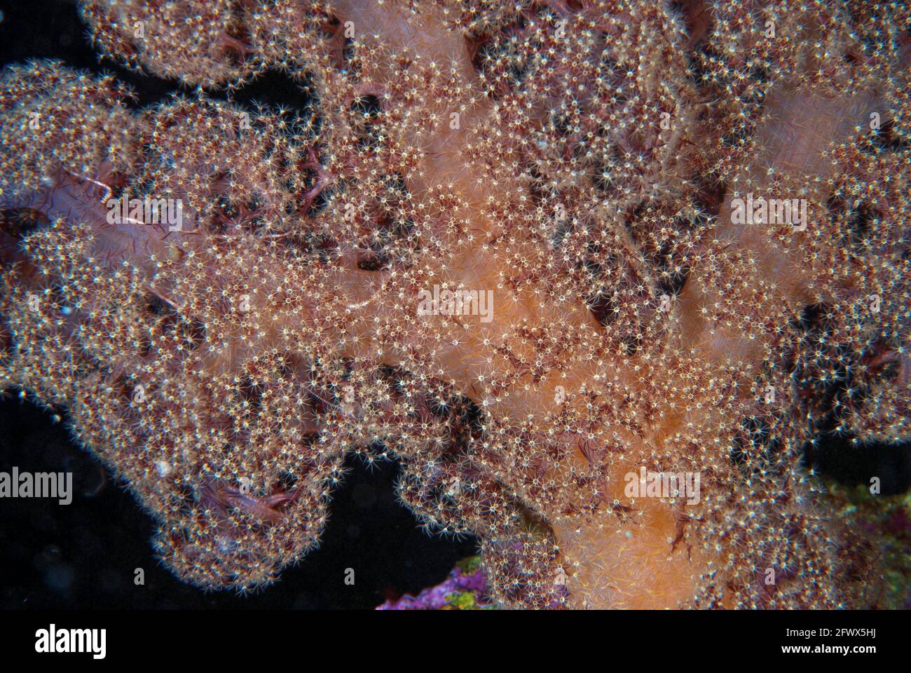 Orange soft coral, polyps extended, Solomon Islands Stock Photo