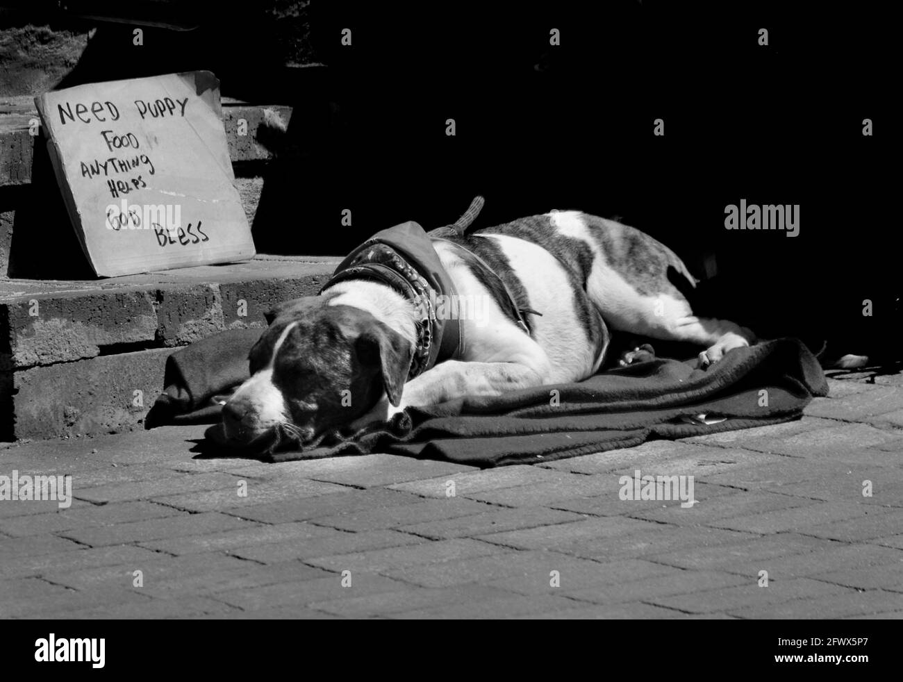 A homeless man with a dog sits beside a sidewalk in Santa Fe, New Mexico, with a sign asking for money to buy dog food. Stock Photo