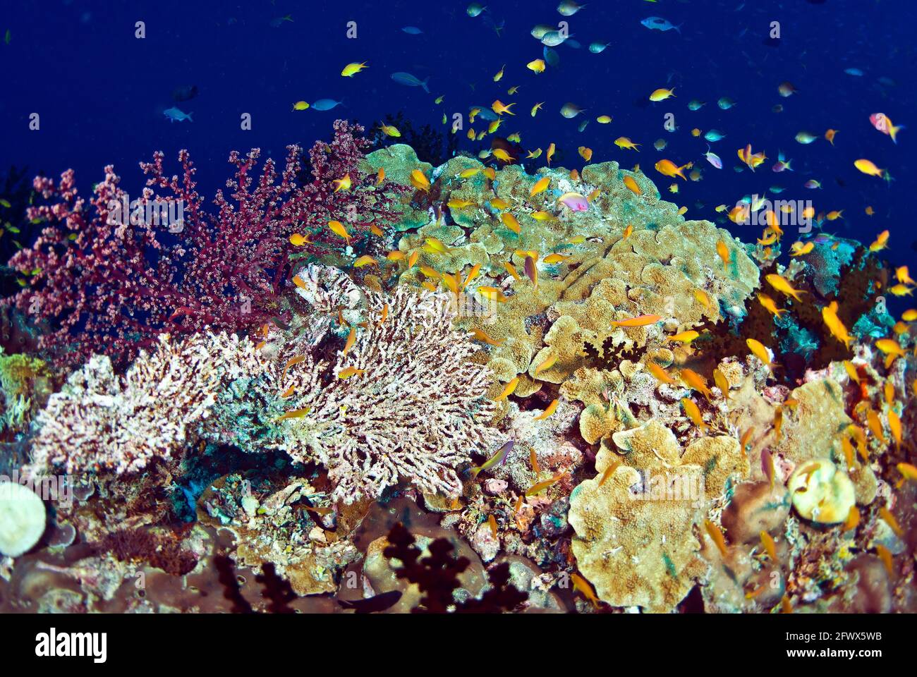 Cloud of yellow and blue chromis over lush reef covered with soft and hard corals, Solomon Islands Stock Photo
