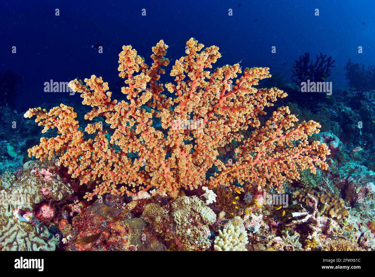 Orange soft coral, Solomon Islands Stock Photo