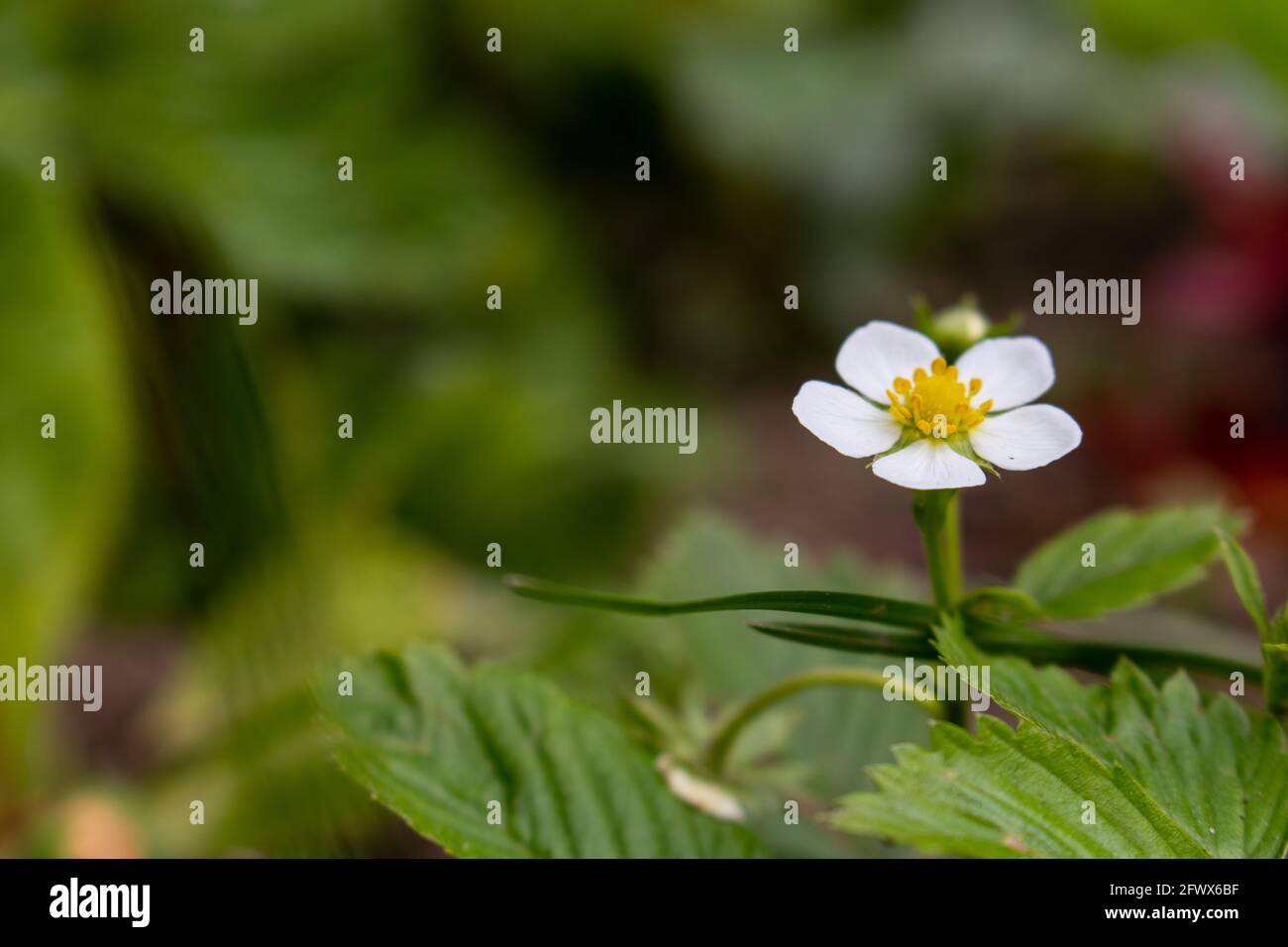 Fragaria vesca, commonly called wild strawberry Stock Photo