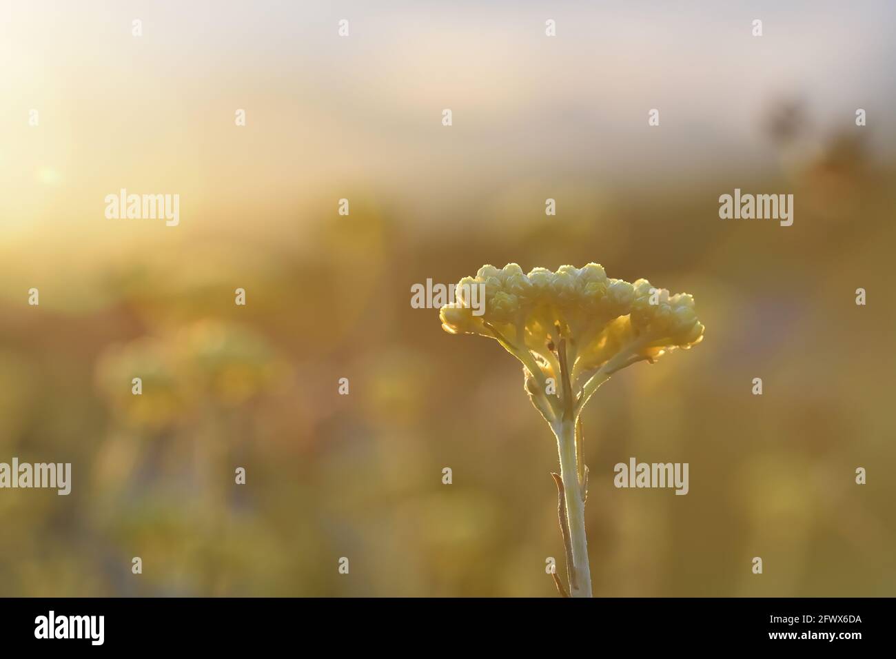 Detail of yellow flowers of immortelle or everlasting (Helichrysum arenaria) illuminated by evening light Stock Photo