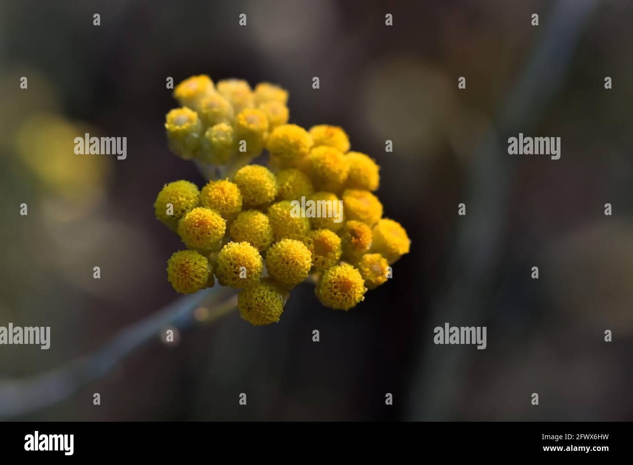 Detail of yellow flowers of immortelle or everlasting (Helichrysum arenaria) illuminated by evening light Stock Photo