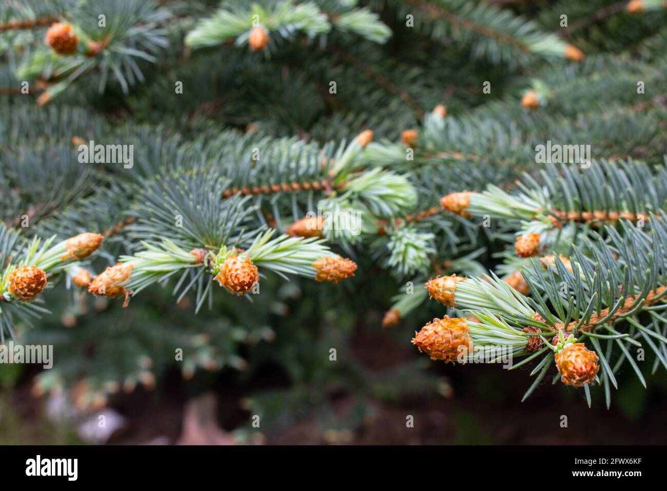 Young shoots of blue spruce Stock Photo