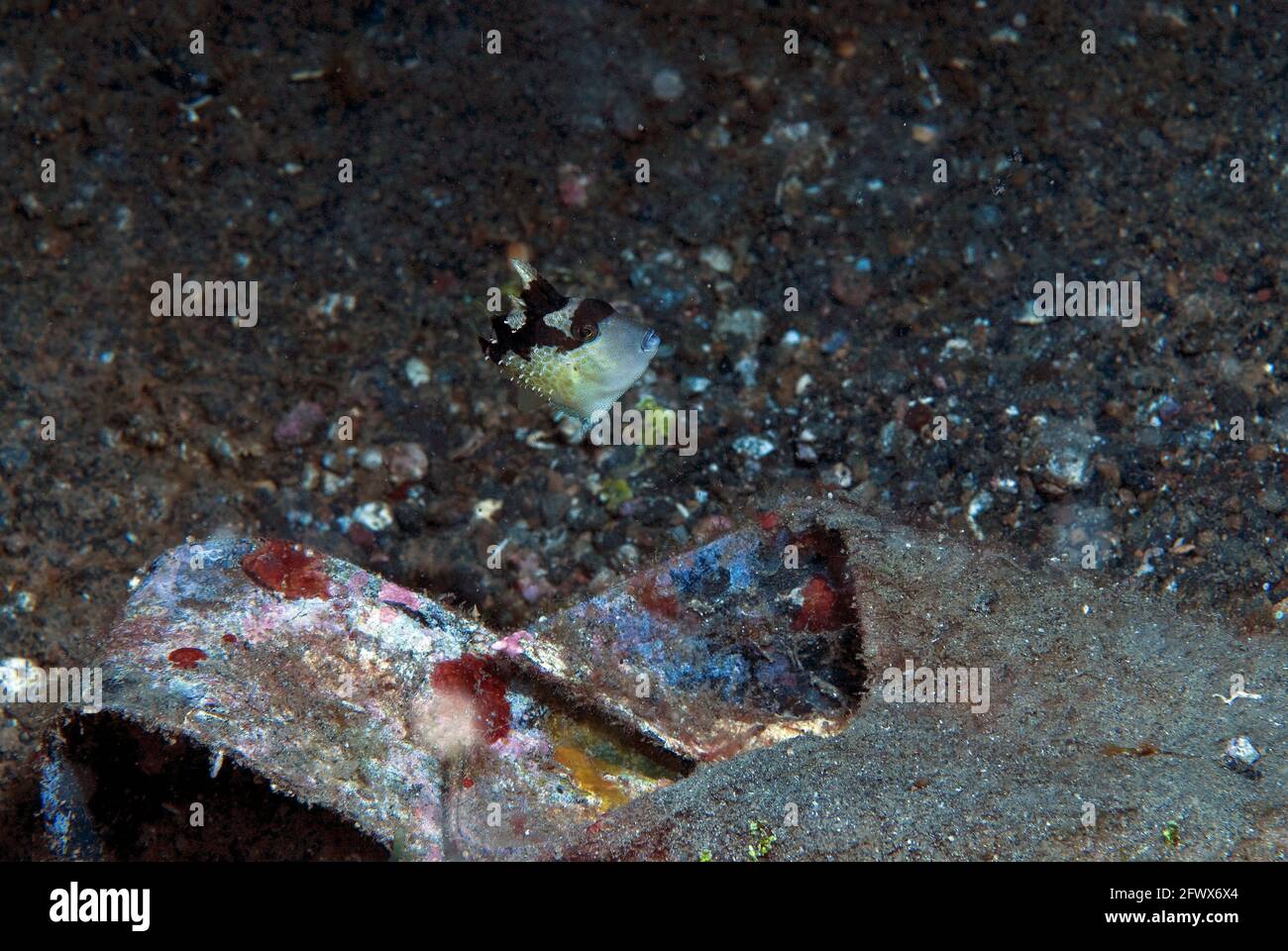 Tiny juvenile starry triggerfish (Abalistes stellatus) and its shoe ...