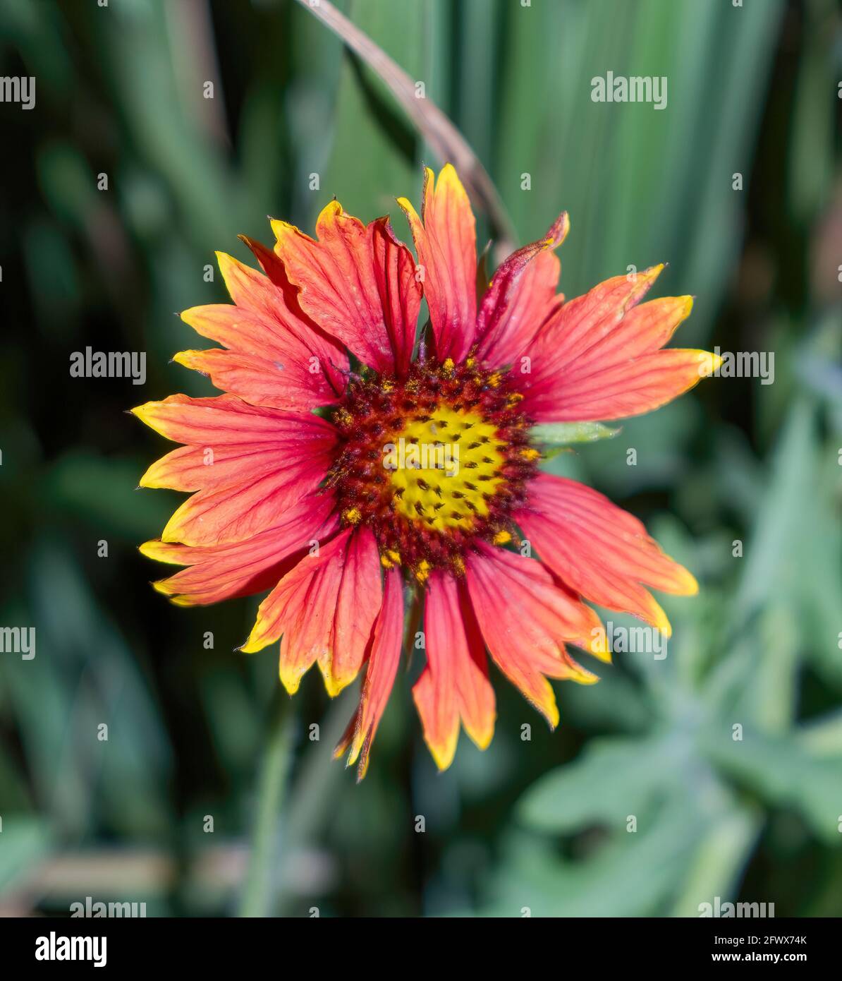 Pretty indian blanket hires stock photography and images Alamy
