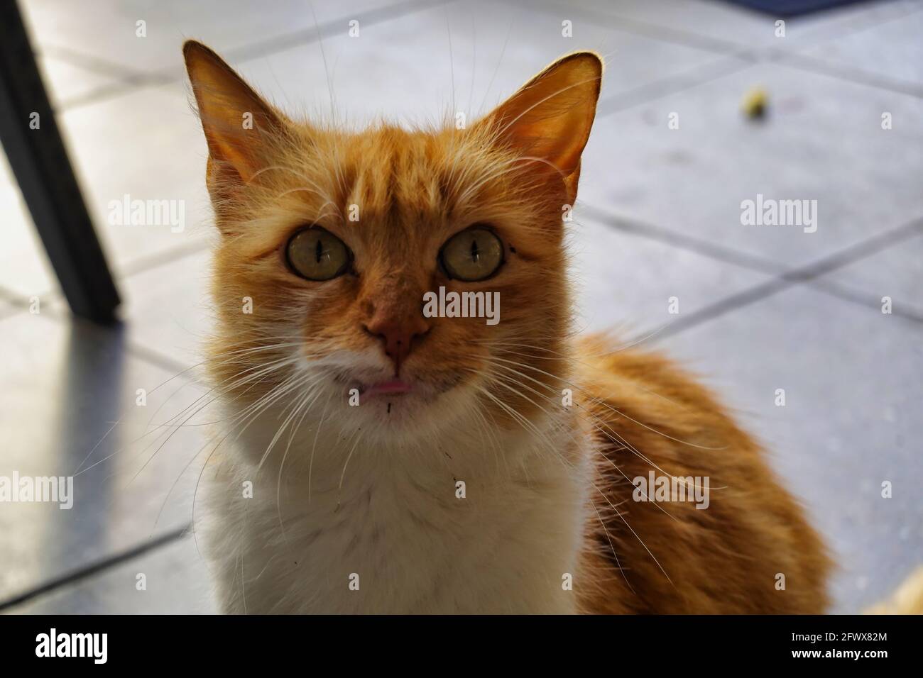 Very Angry Cat with a Narrowed Green Eye. Looks Haughty and Evil