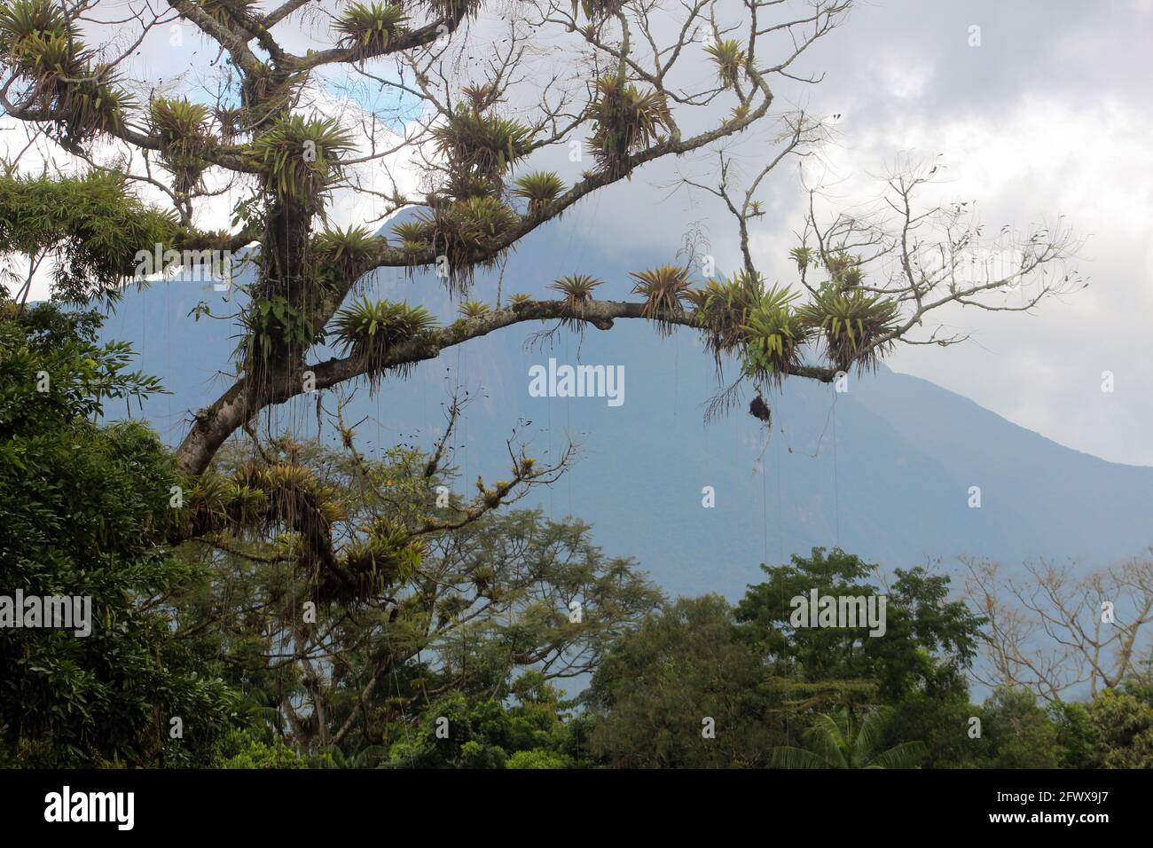 Guapuruvu, grande árvore da mata atlântica, de crescimento muito rápido Stock Photo