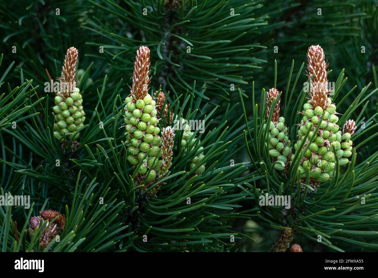 Blooms of Dwarf mountain pine - Pinus mugo inflorescence closeup Stock Photo
