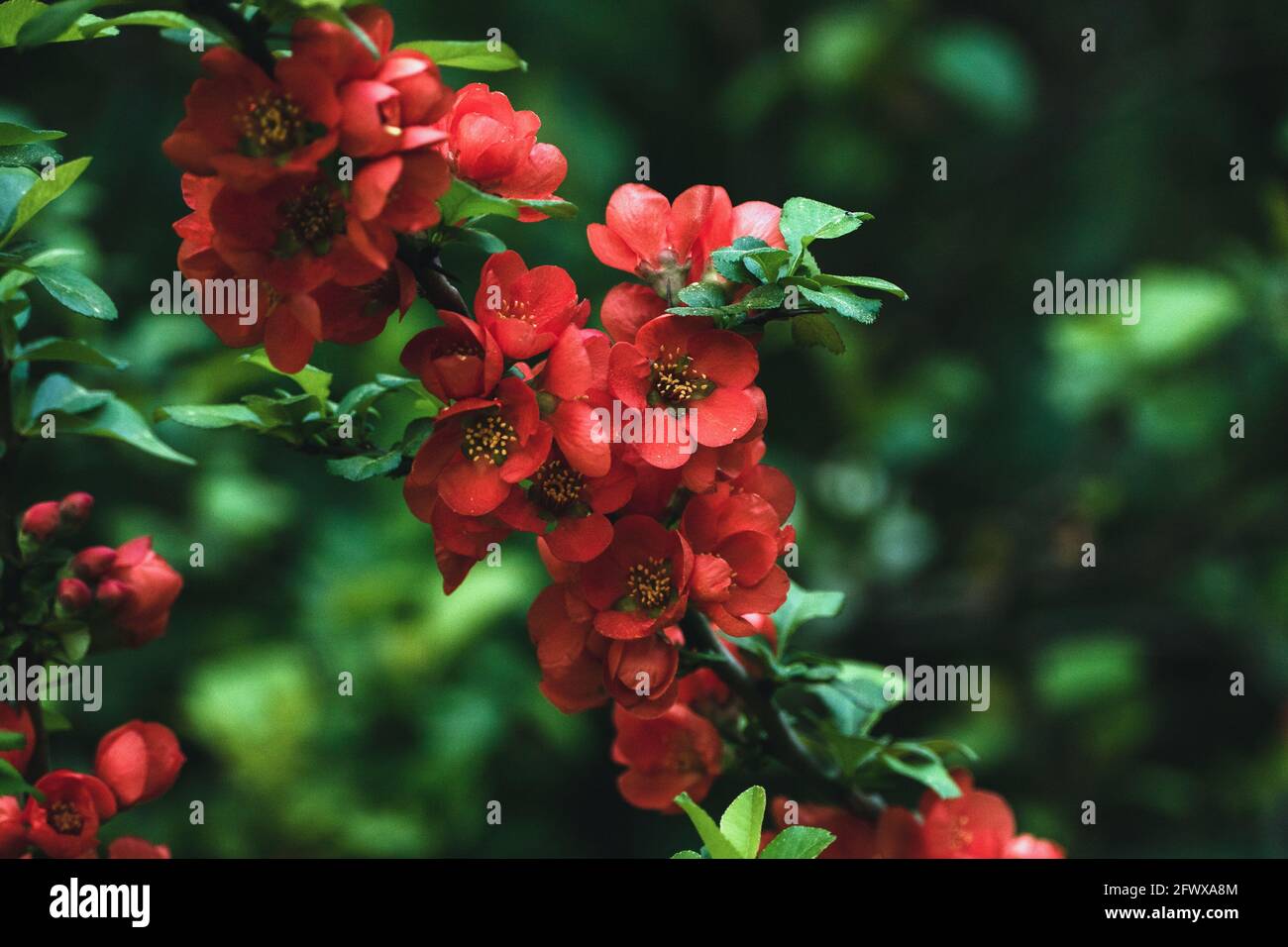 Japanese quince blooming - Chaenomeles japonica branch with red flowers closeup Stock Photo
