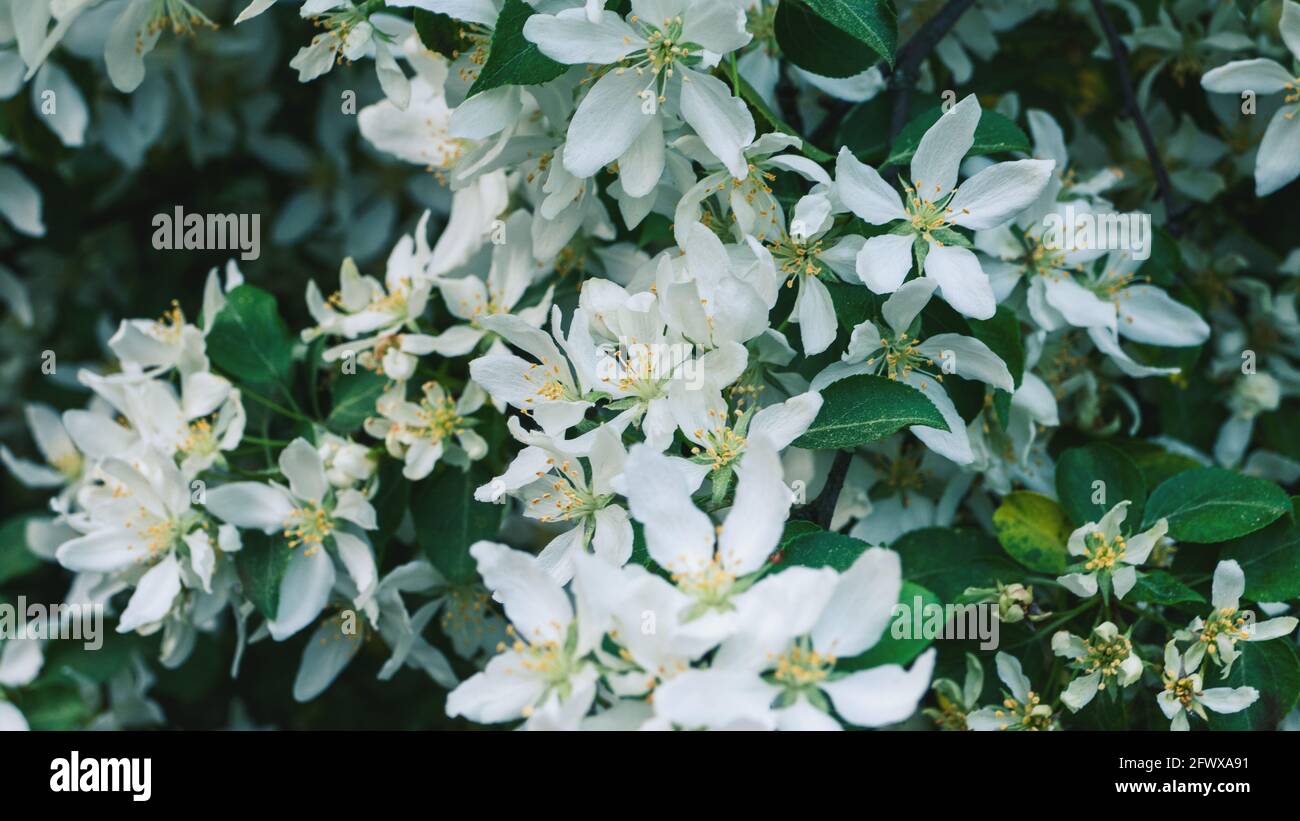 Malus sieboldii - Toringa or Siebold's crabapple tree blossom closeup Stock Photo