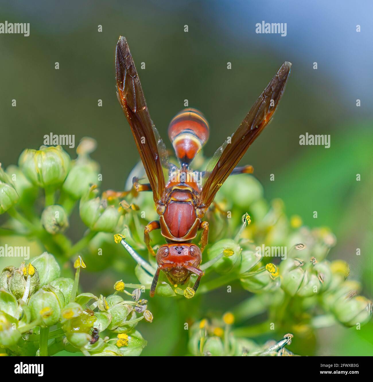 Polistes dorsalis hi-res stock photography and images - Alamy