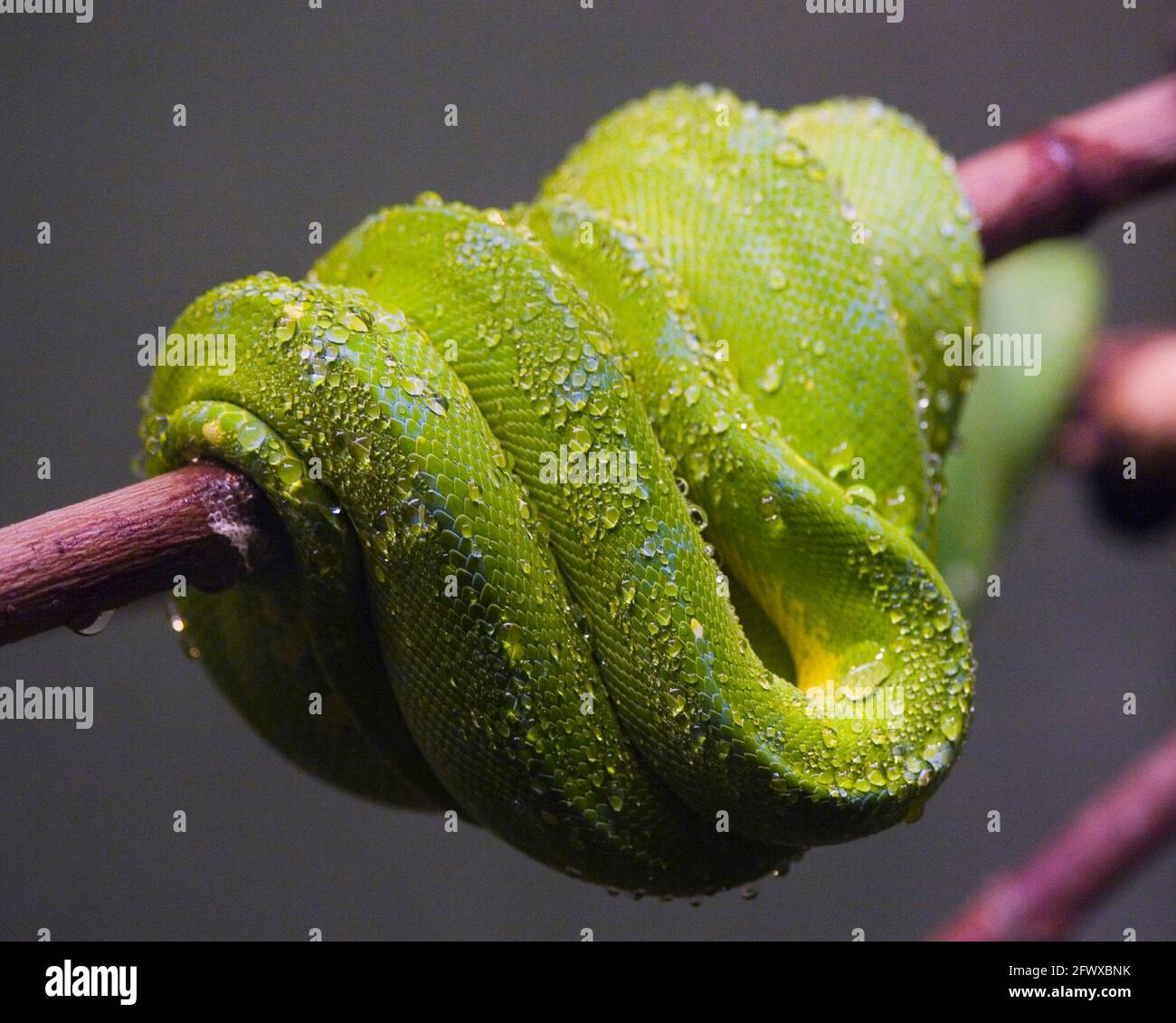 Beautiful tree python on branch Stock Photo - Alamy
