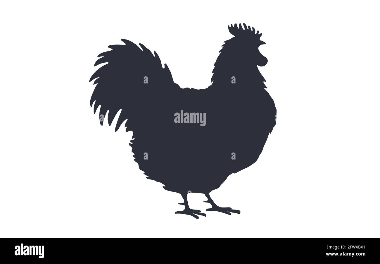 Rooster, chicken, hen, silhouette. Black white silhouette of rooster or ...
