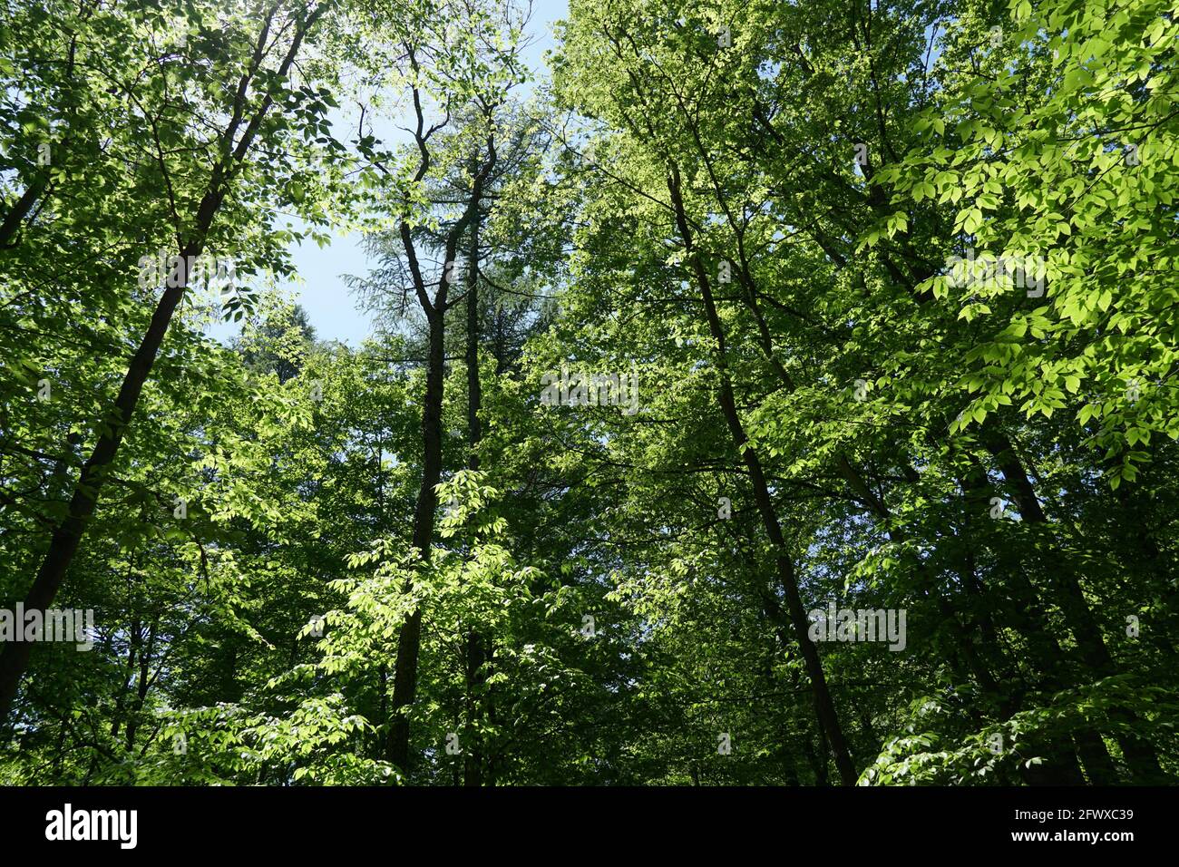 Sunlight filtering in through the tree tops in a deciduous forest Stock Photo