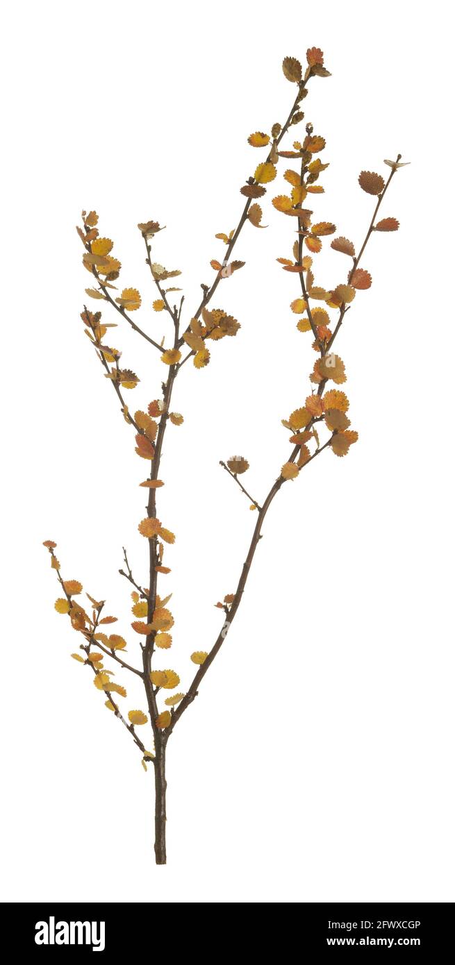 Dwarf birch, Betula nana in autumn colors isolated on white background Stock Photo