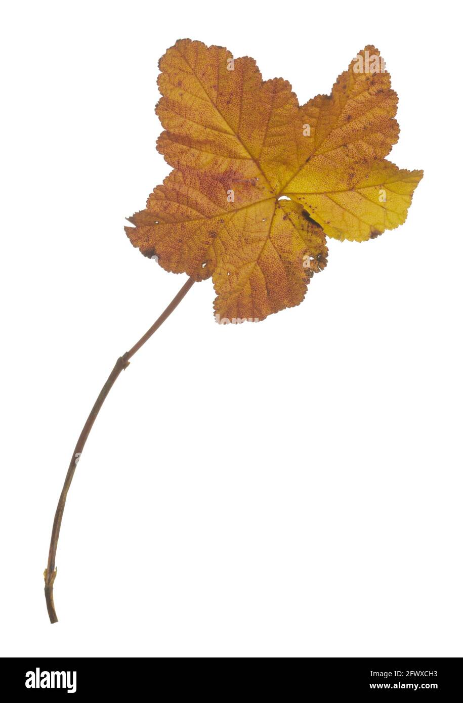 Cloudberry, Rubus chamaemorus leaf in autumn colors isolated on white background Stock Photo