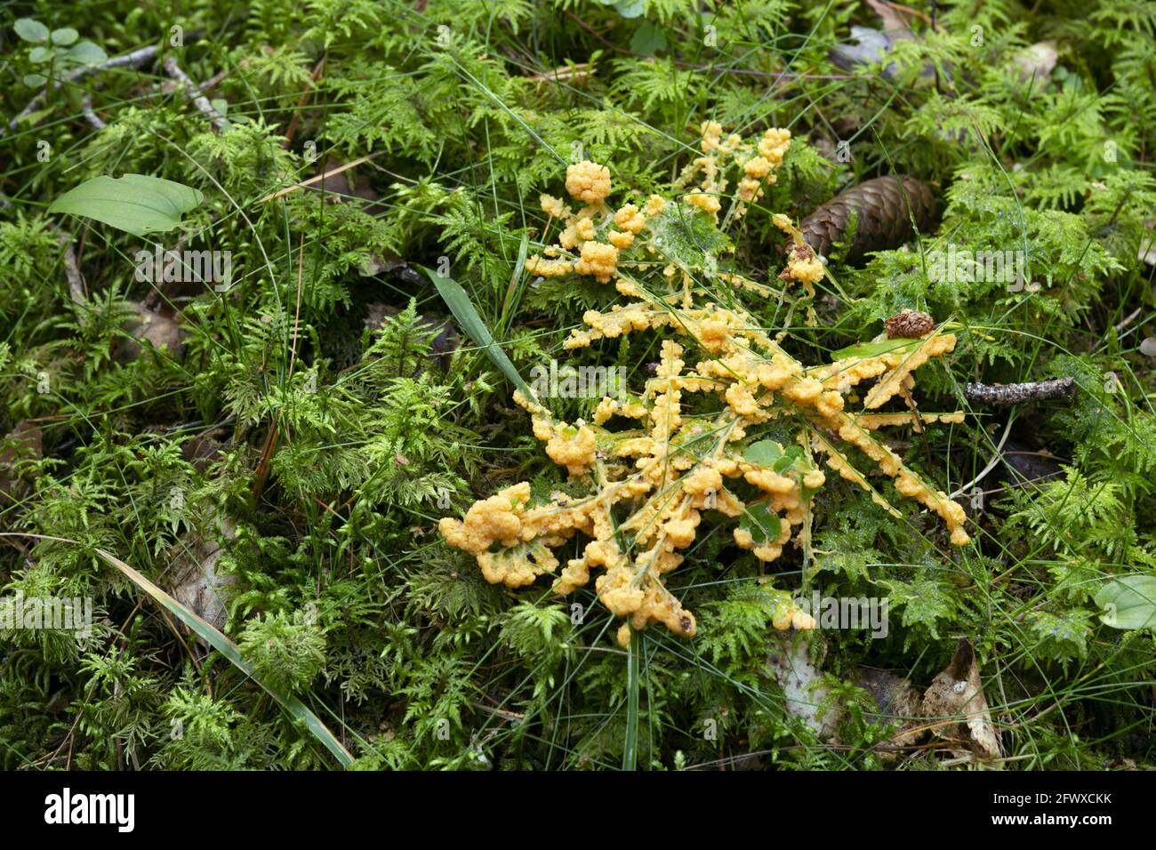 Slime mold, Fuligo muscorum growing among moss Stock Photo