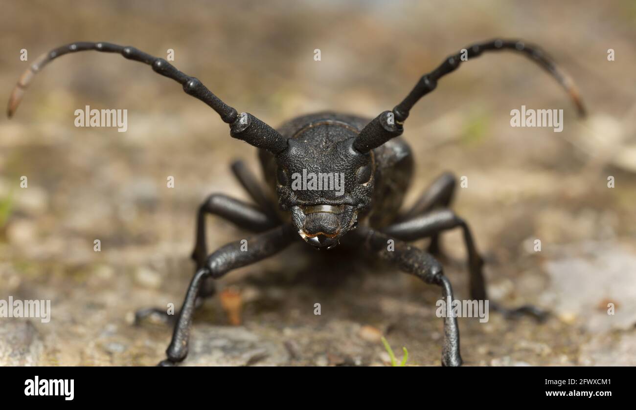 Weaver beetle, Lamia textor, macro photo Stock Photo