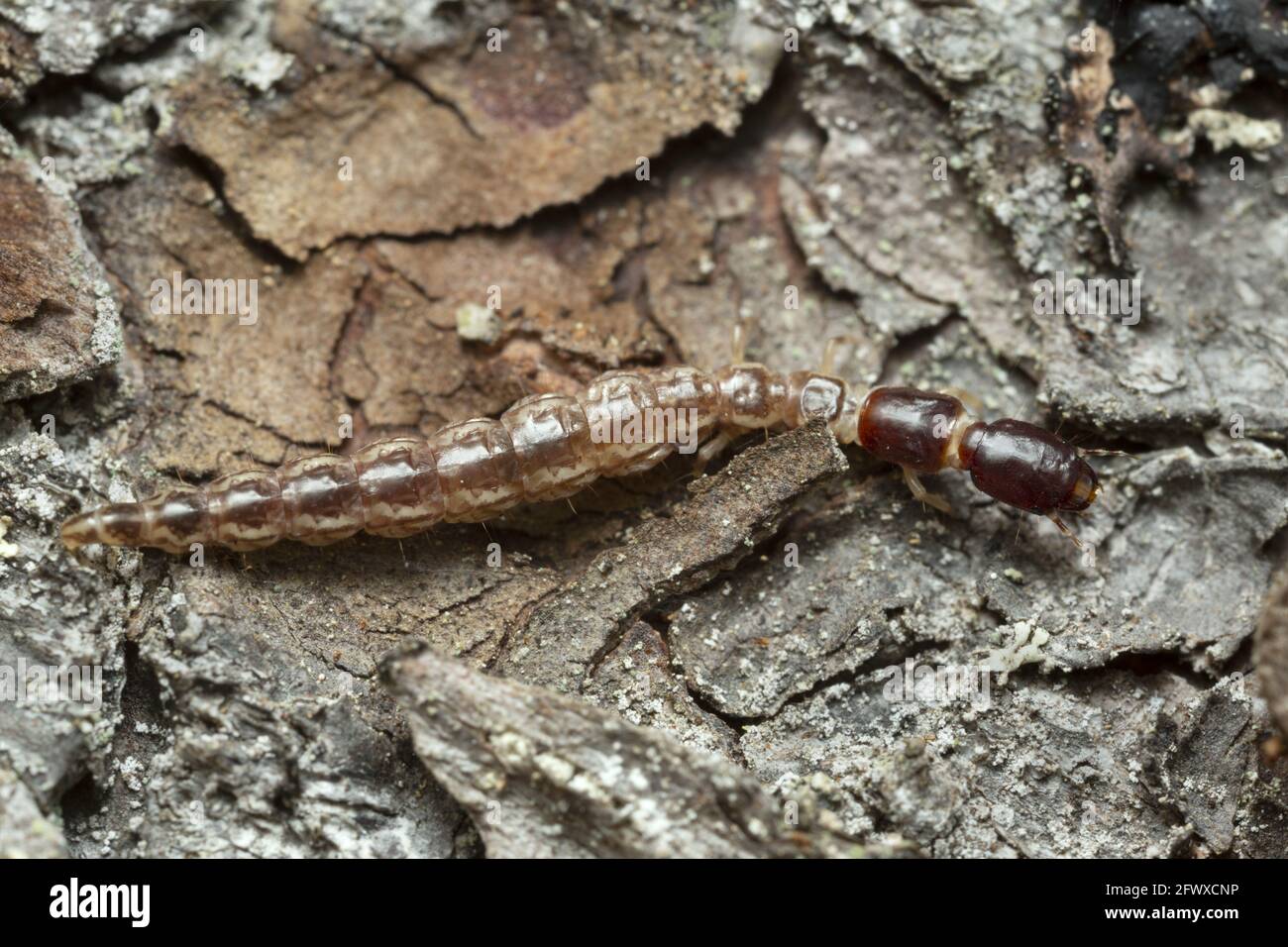 Snakefly, Raphidioptera larva on pine bark Stock Photo