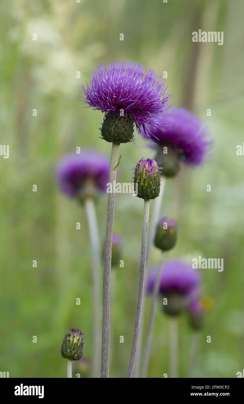 Melancholy thistle, Cirsium helenioides in bloom Stock Photo