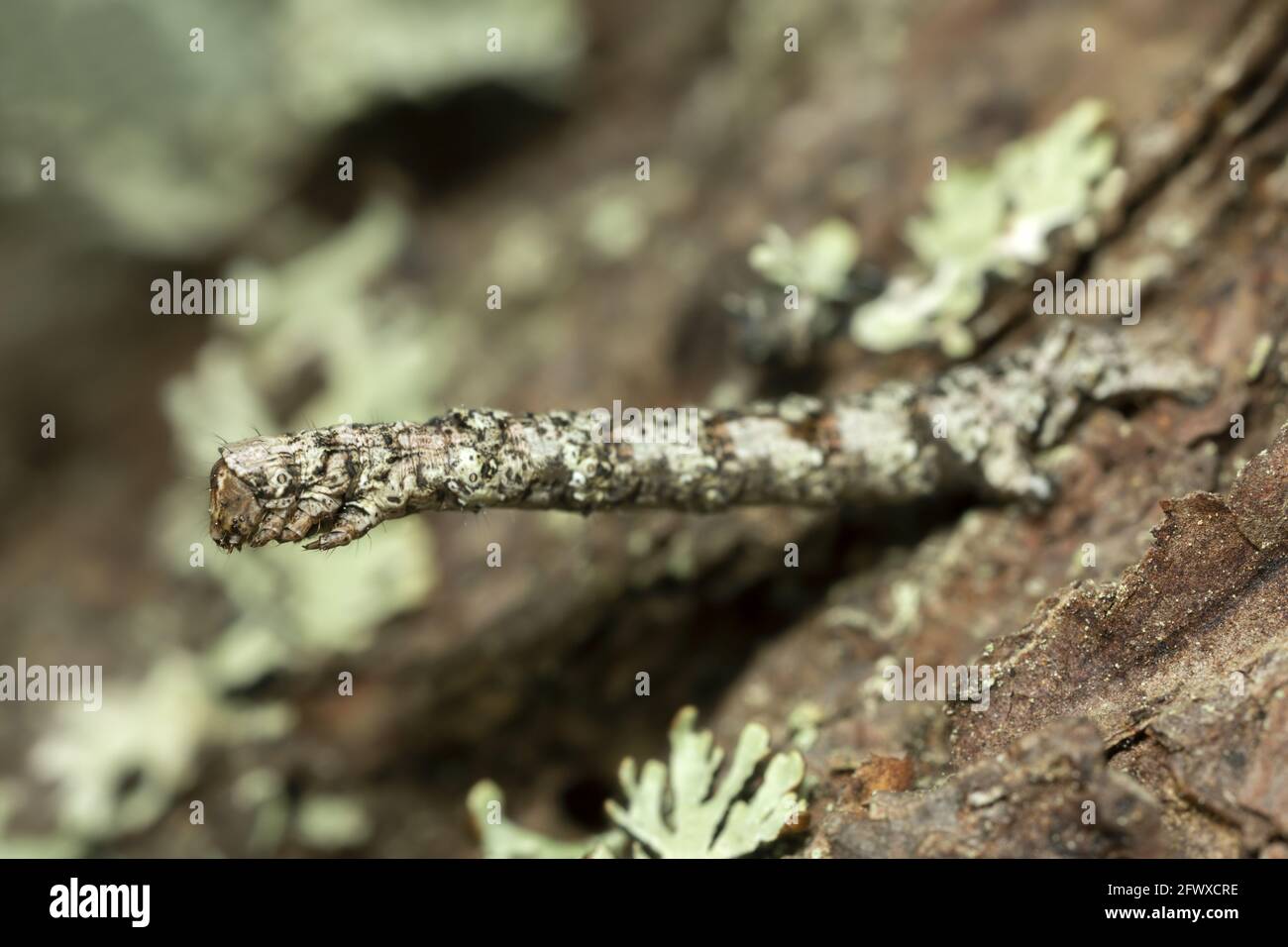 Geometer moth larva on bark Stock Photo - Alamy