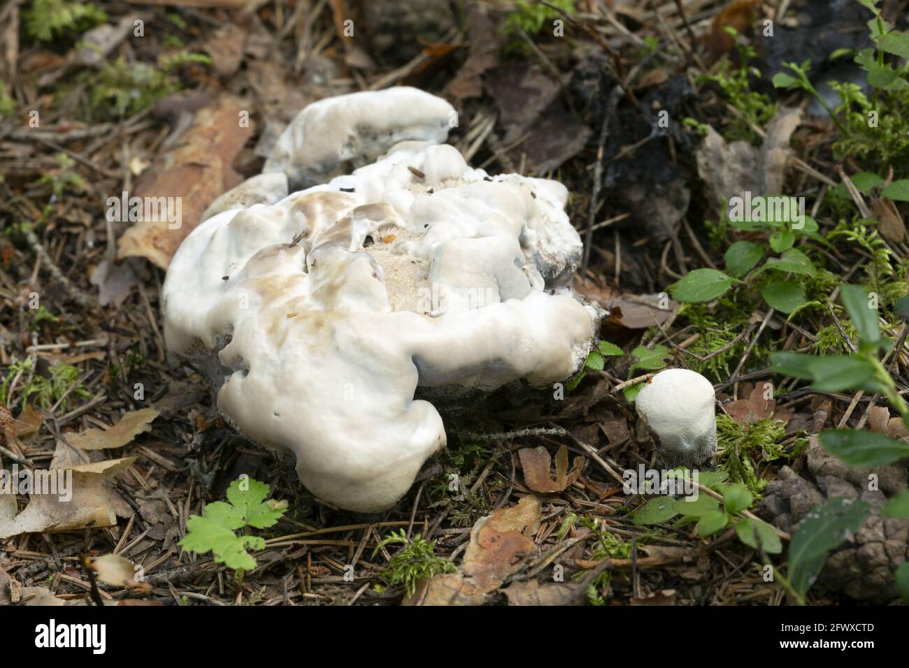 Hydnellum suaveolens mushrooms growing in natural environment Stock Photo