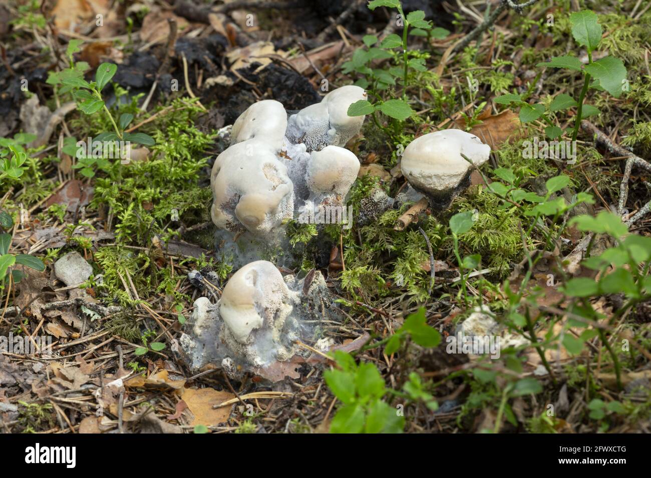 Hydnellum suaveolens mushrooms growing in natural environment Stock Photo