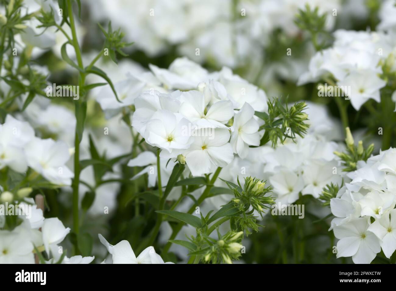 Blossoming annual phlox, Phlox drummondii Stock Photo