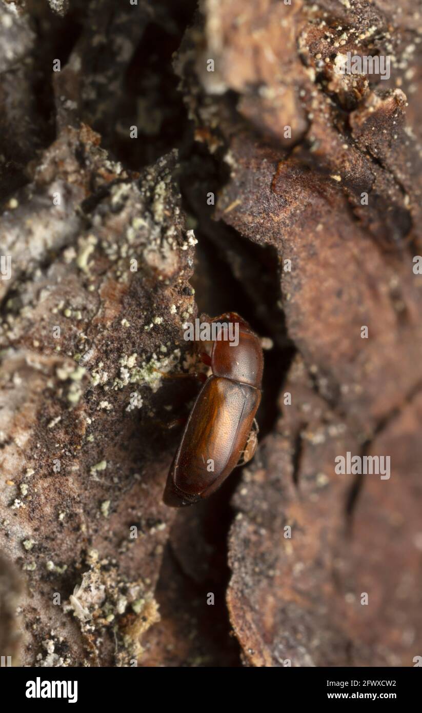 Sap beetle, Epuraea laeviuscula on fir bark Stock Photo
