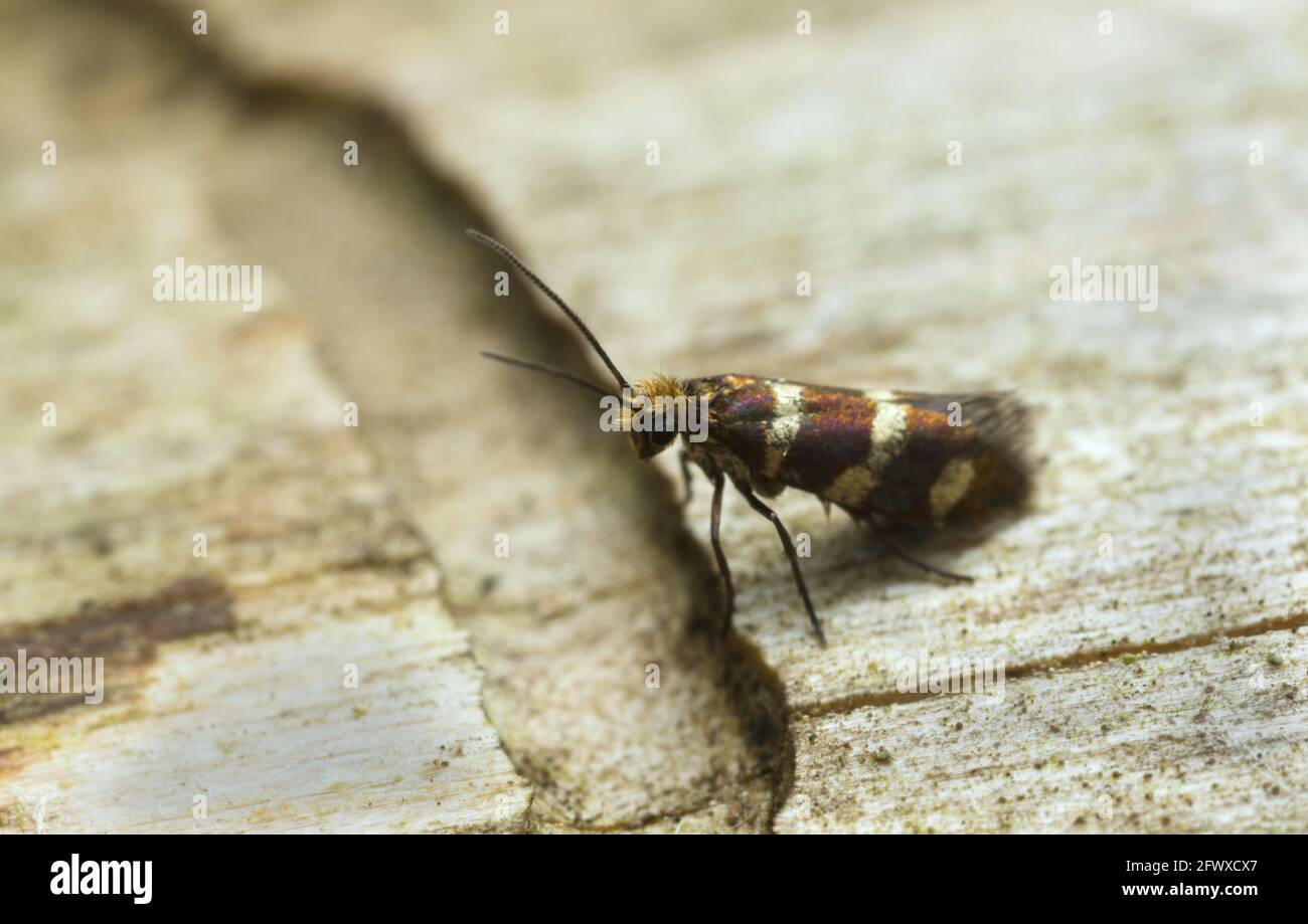 Mandibulate archaic moth, Micropterix aureatella on wood Stock Photo