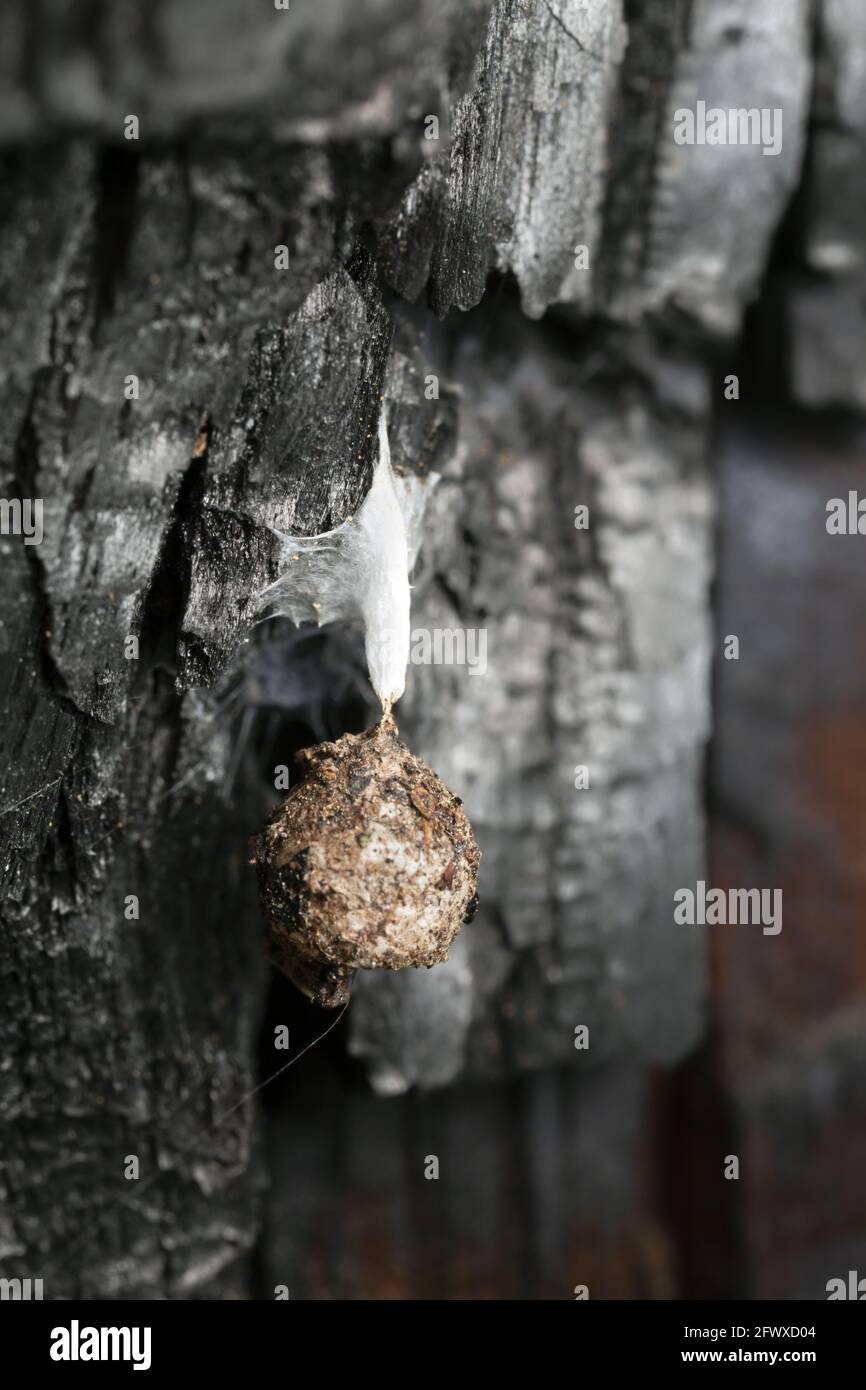 Agroeca brunnea eggsac on burn pine bark Stock Photo