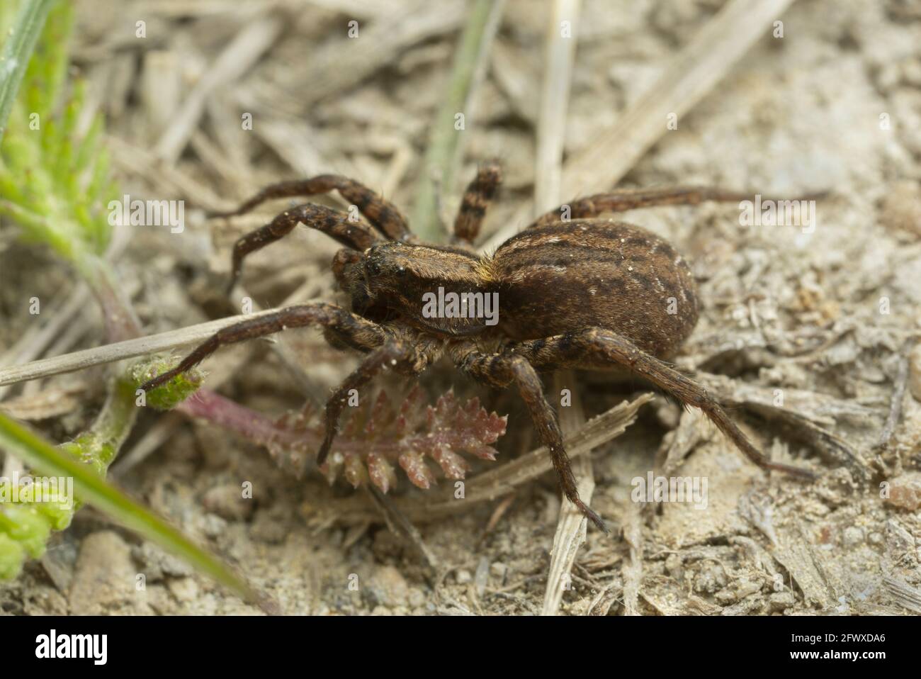 Common fox spider, Alopecosa pulverulenta on ground, macro photo Stock