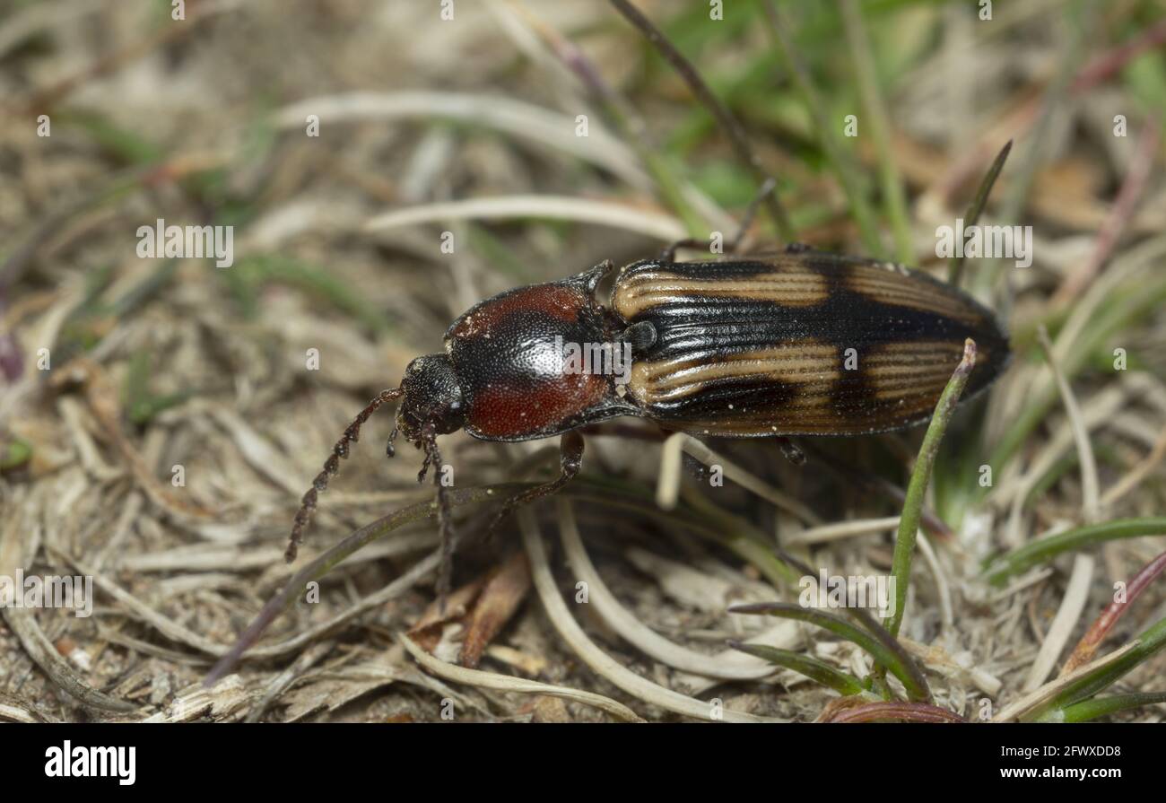 Click beetle, Selatosomus cruciatus among grass, macro photo Stock Photo