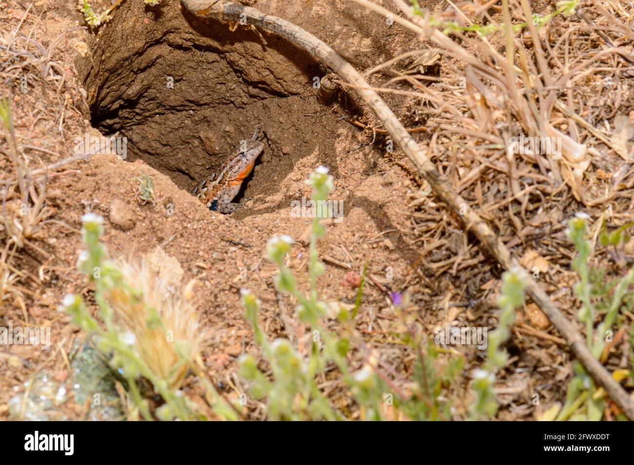 Common Side Blotched Lizard In Baja California Stock Photo