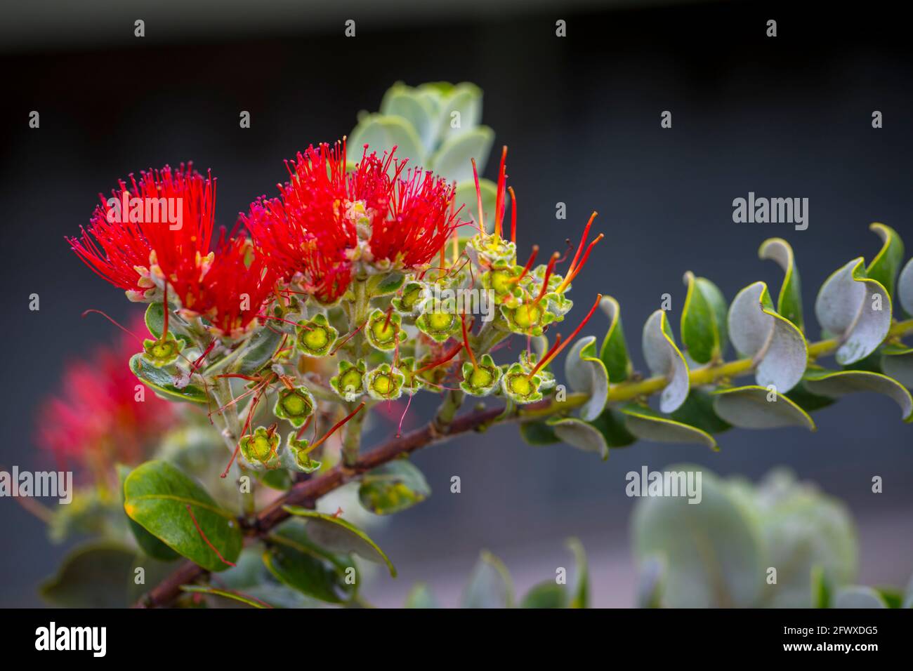 Ohia main image 1