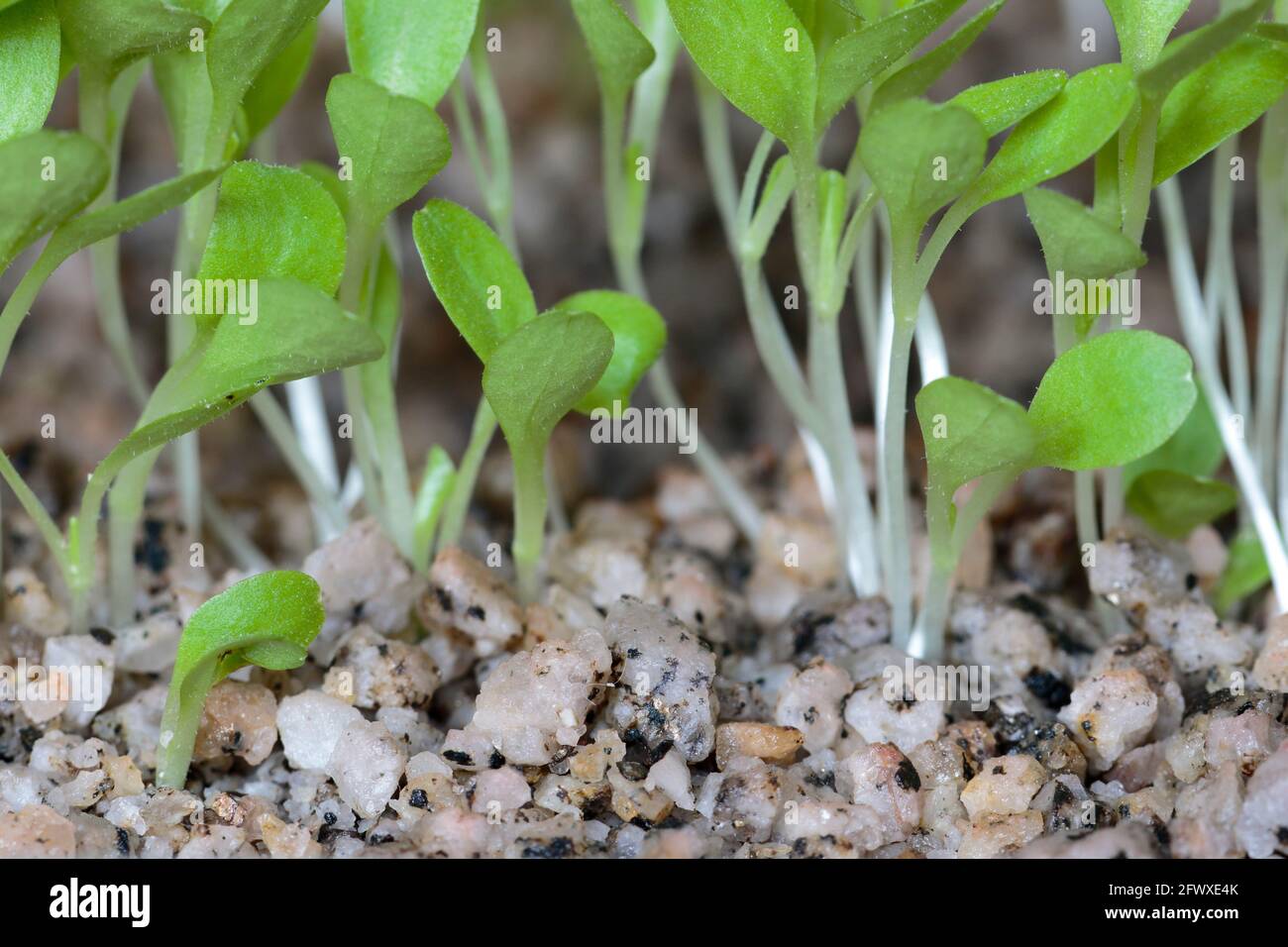 Lettuce (Lactuca sativa) beautiful lettuce cotyledons after germination after 7 days for