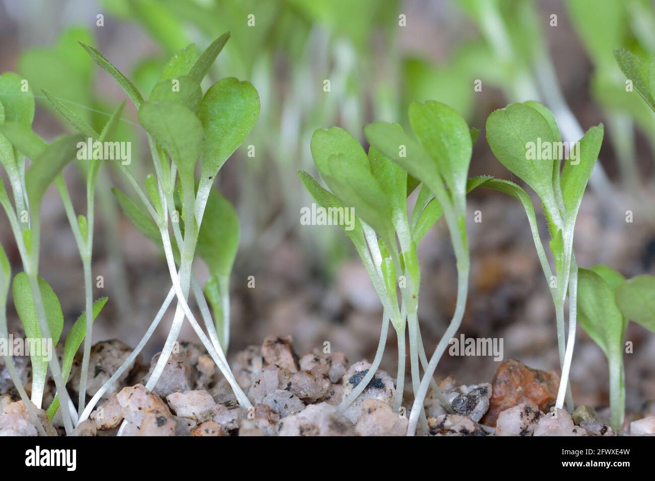 Lettuce (Lactuca sativa) beautiful lettuce cotyledons after germination after 7 days for