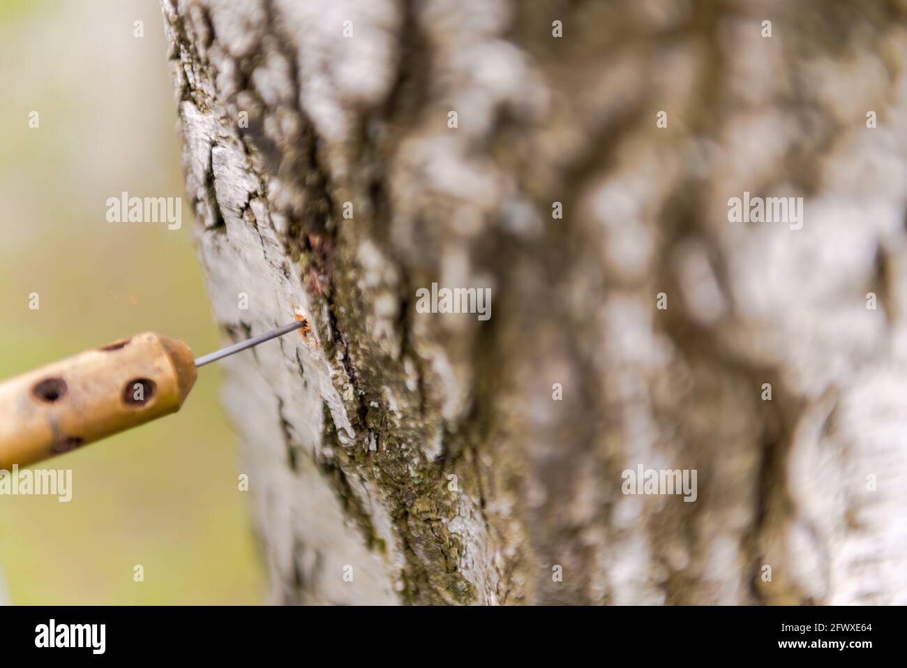 Checking wood for rotten areas. A special device for analyzing the tree for its health. A special thin drill bit is included in the birch. Stock Photo