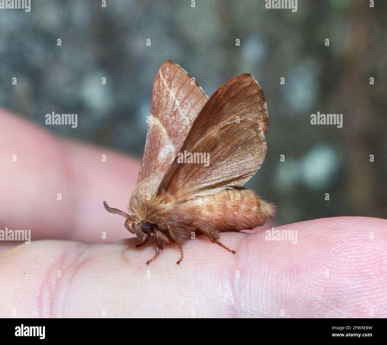 Eastern tent moth (Malacosoma americanum) on finger side view, wings up legs  body and antennae showing - reddish color -human interaction with harmles  Stock Photo - Alamy