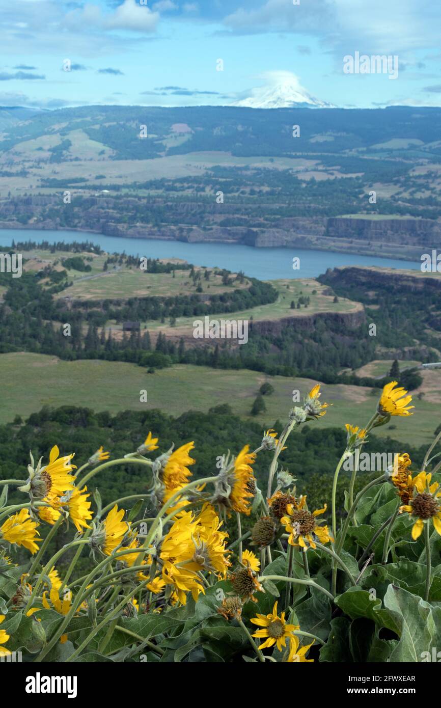 Yellow Balsamroot flowers bloom at the Tom McCall Nature Preserve in Oregon along the Columbia River Gorge, with a view of Mt. Adams in Washington in Stock Photo