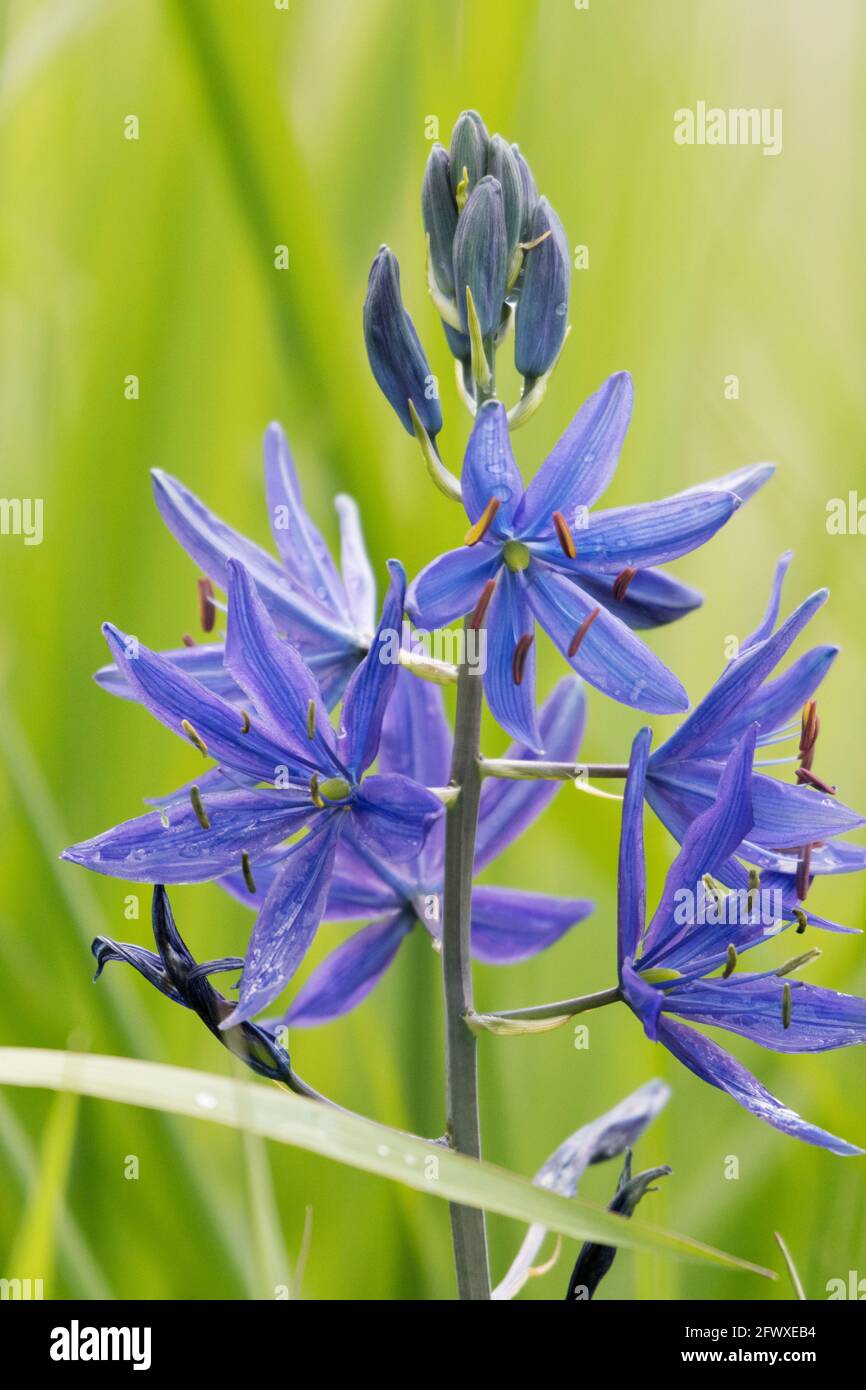 Native american family hires stock photography and images Alamy