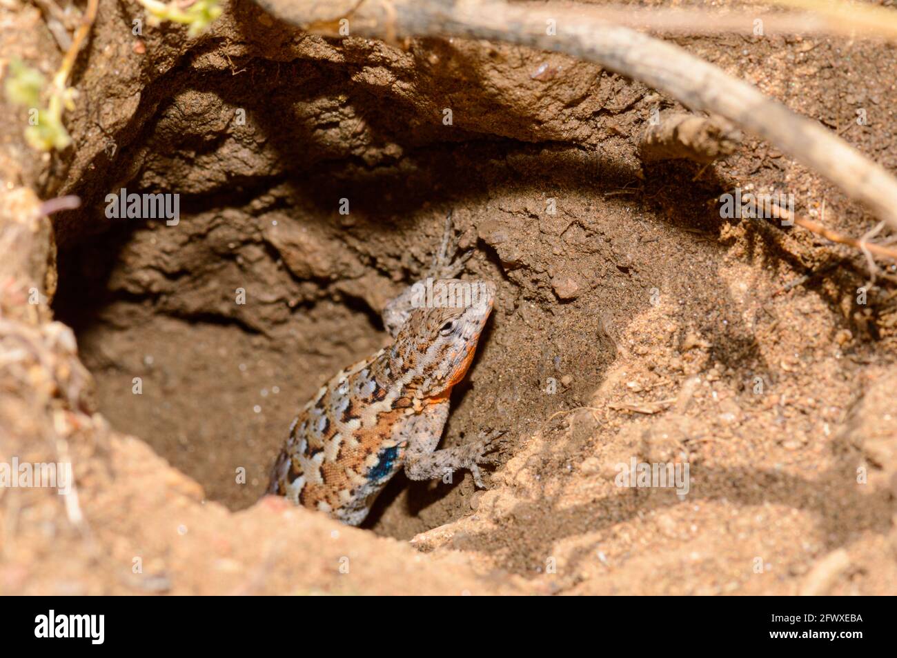 Common Side Blotched Lizard In Baja California Stock Photo