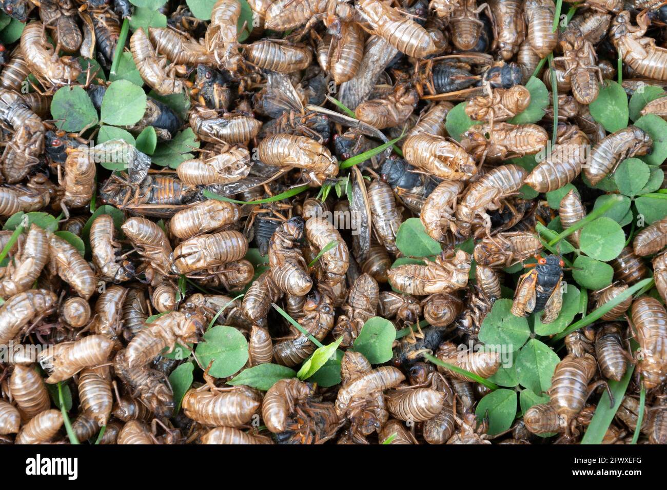 Exoskeletons, nymphs and adult 17-year Brood X cicadas on the ground underneath a tree in eastern Illinois during 2021 emergence. Stock Photo