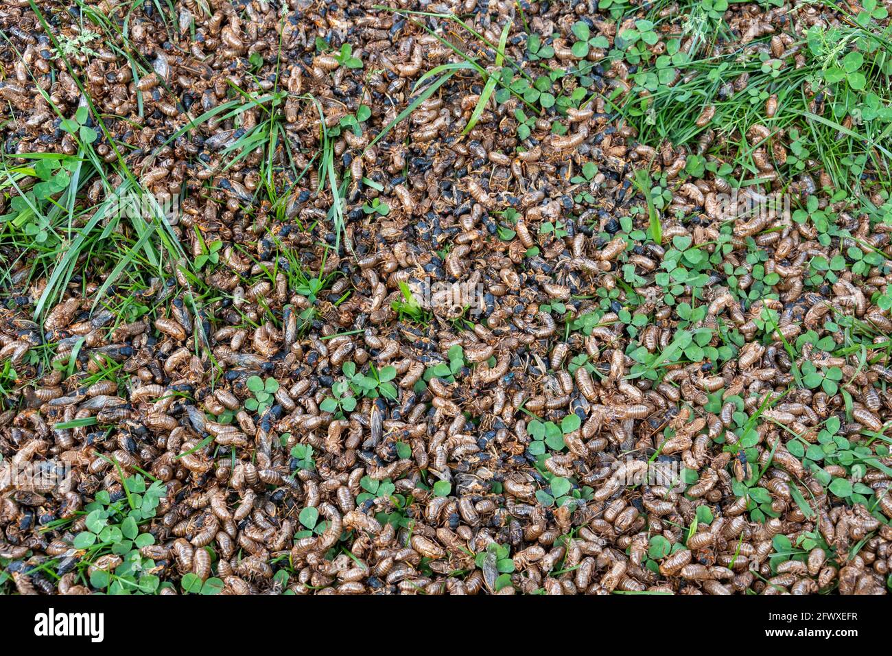 Exoskeletons, nymphs and adult 17-year Brood X cicadas on the ground underneath a tree in eastern Illinois during 2021 emergence. Stock Photo