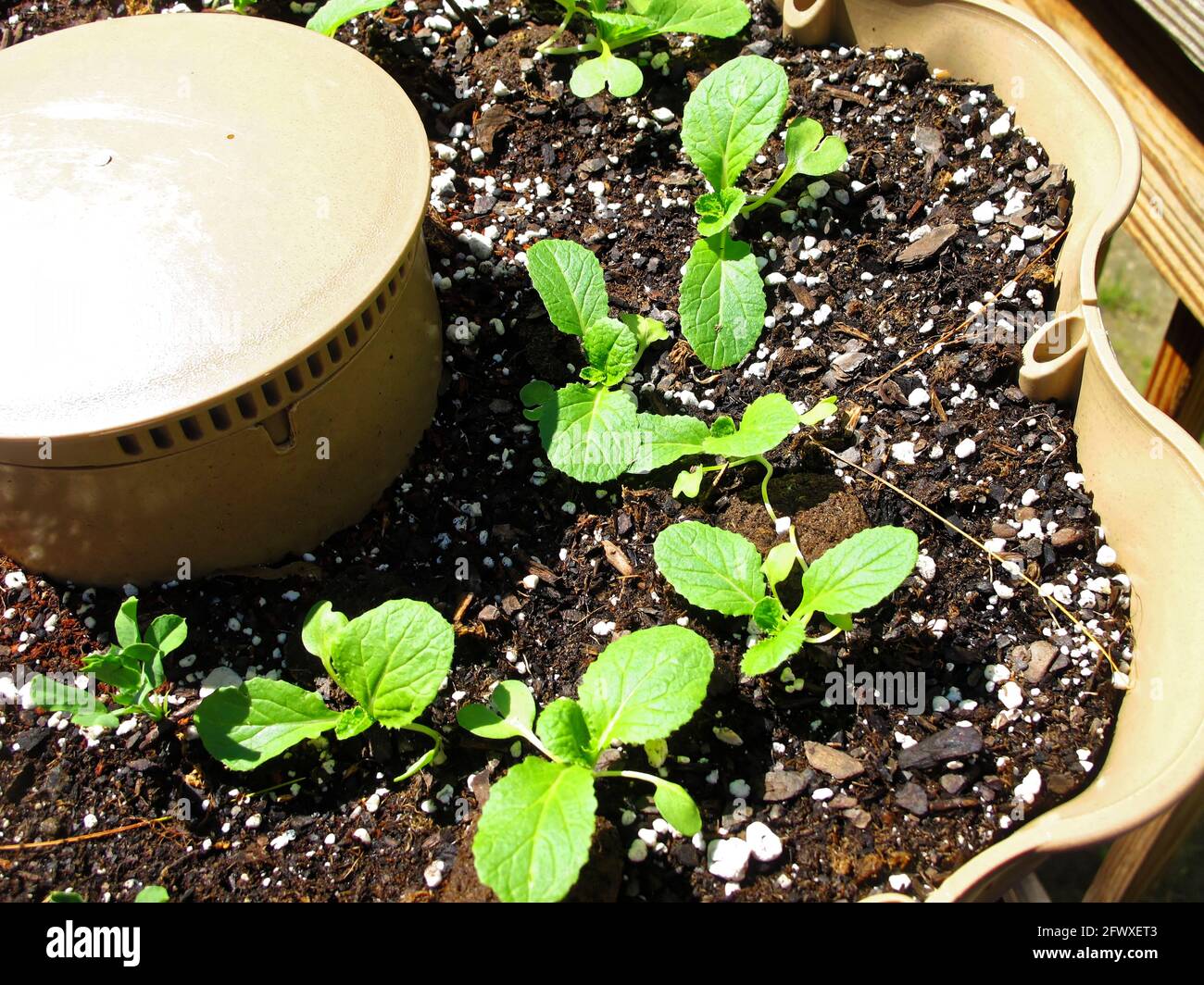 Napa cabbage seedlings planted in a garden tower container. Stock Photo