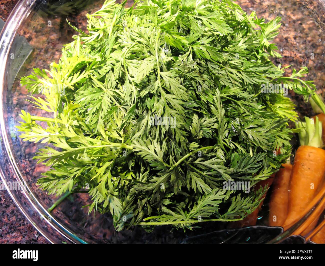 Freshly washed carrot greens in a glass bowl. Stock Photo