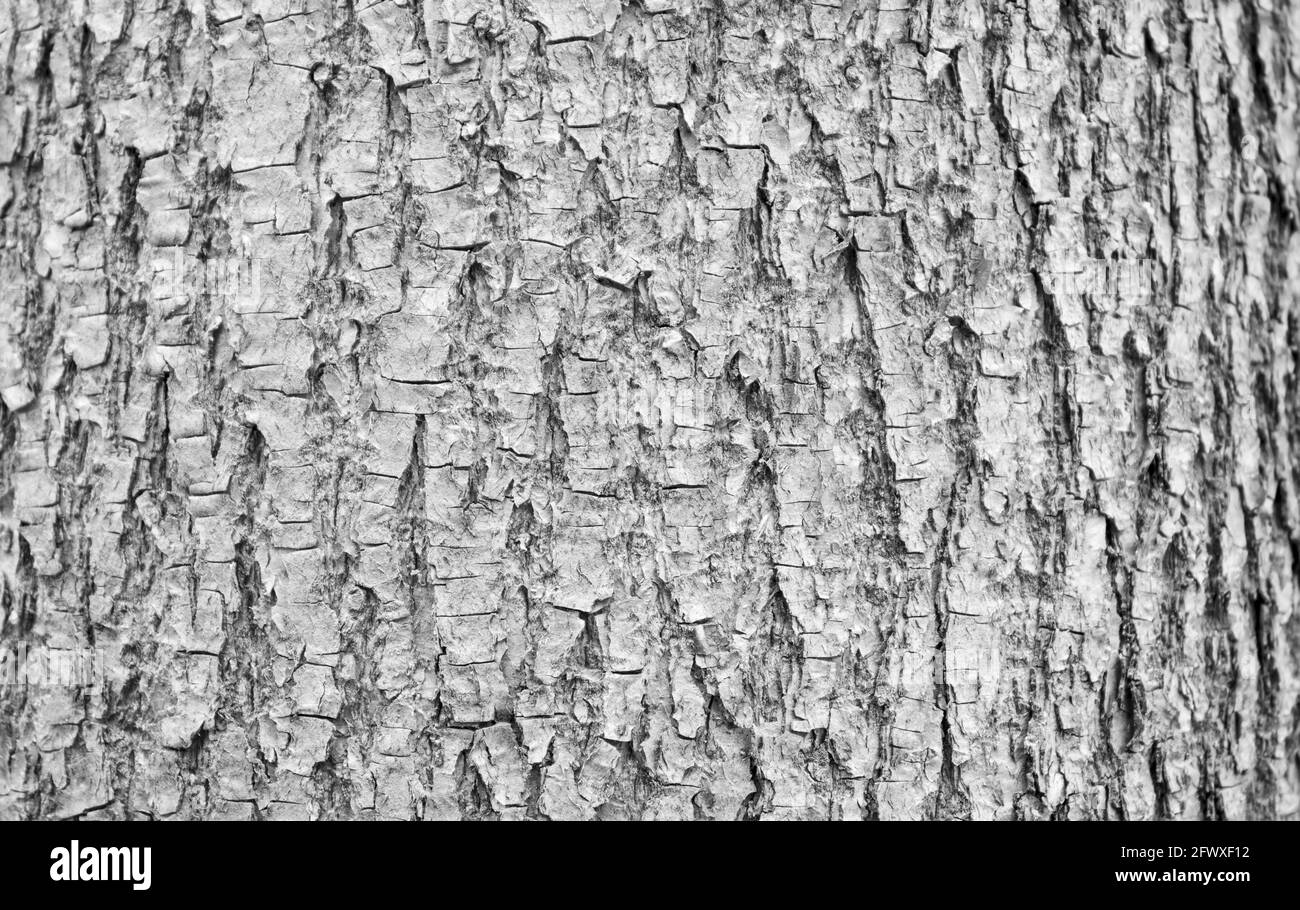 Black and white phote of tree bark. High detailed fragment of tree bark