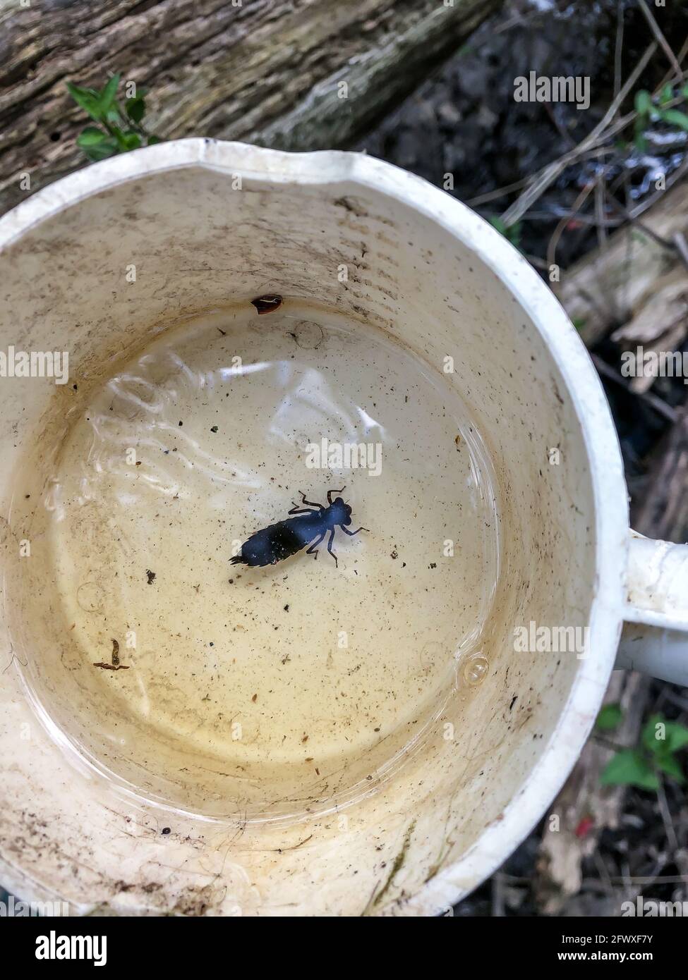 Dragonfly nymph in water in a sample dipper cup Stock Photo