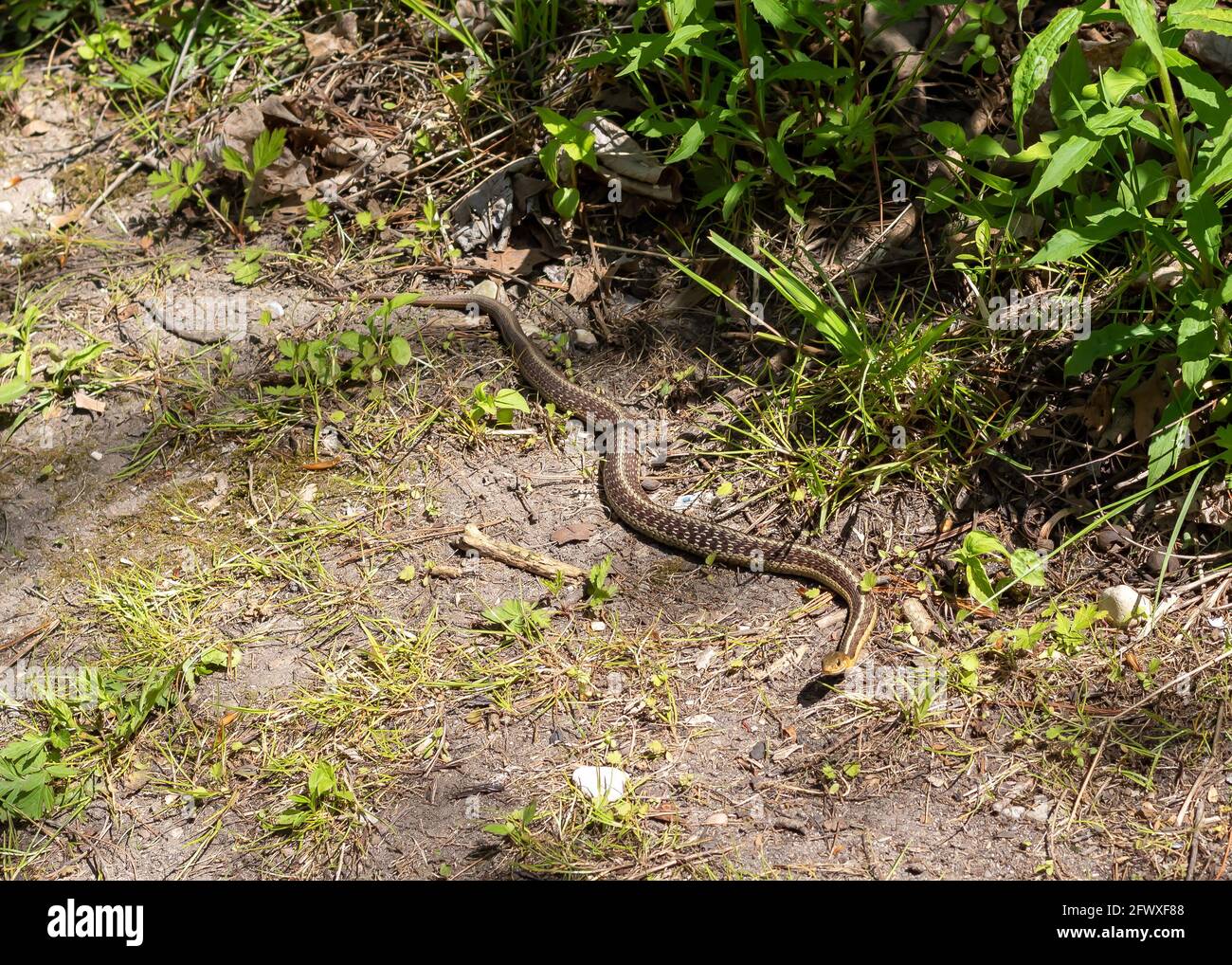 Eastern gartersnake - Thamnophis sirtalis sirtalis - slithering on the side of a trail path in Ontario, Canada. Stock Photo